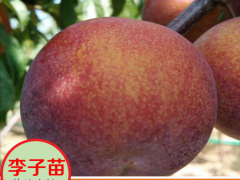 三華李一般什么時(shí)候開花？?jī)赡昕砷_花結(jié)果？種4畝要項(xiàng)目投資要多少錢？附栽培技術(shù)圖1