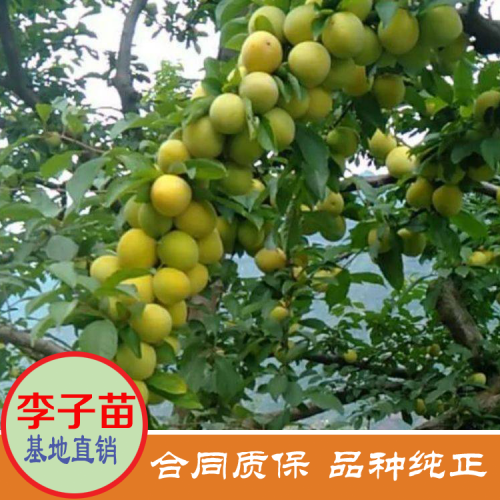 夏天果王“三華李”價錢多少錢一斤？栽種兩年可開花結(jié)果？栽種市場前景怎樣？