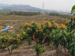 怎么種芒果？有什么常見(jiàn)問(wèn)題？圖1