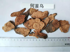 云南楚雄大量何首烏供應(yīng)。價格。圖片。楚雄和康公司信息。圖2