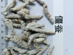 僵蠶與白僵蠶有區(qū)別嗎圖1