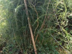 一畝地可育多少棵天冬苗 天冬種植畝種多少棵苗 一畝栽多少棵圖1