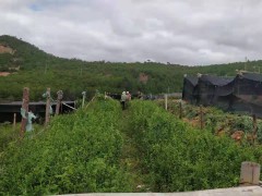 烏梅清熱還是上火，云南楚雄大量烏梅出售圖1