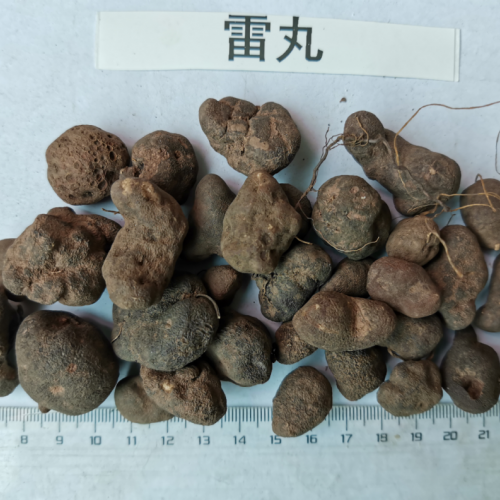 哪里的雷丸好。雷丸怎么吃