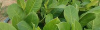 榴蓮蜜菠蘿蜜苗 雷州榴蓮菠蘿蜜苗多少錢(qián)一棵
