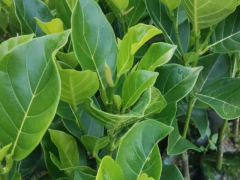 海南省榴蓮蜜苗 海南哪里買榴蓮蜜苗 海南省榴蓮蜜苗價格圖1