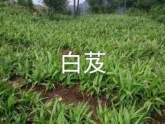 2021年白芨新價(jià)格，行情，多少錢一斤圖2