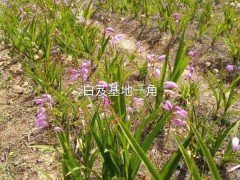 2021年白芨新價(jià)格，行情，多少錢一斤圖3