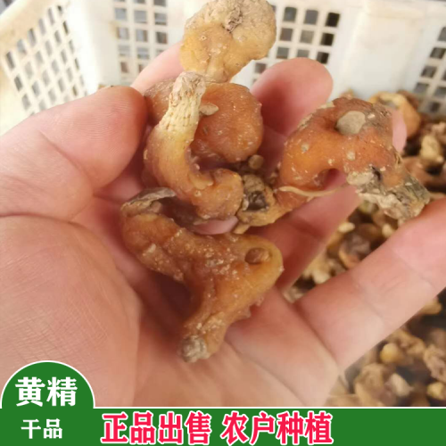 黔南黃精種苗種植基地 黃精小苗價(jià)格是多少 黃精苗批發(fā)價(jià)格