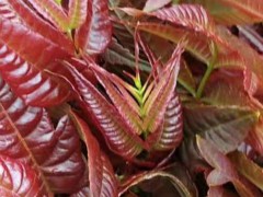 紅油香椿樹種植技術(shù) 香椿苗  哪里有紅油香椿苗批發(fā)圖2