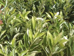 板栗苗的種植方法及時間 板栗優(yōu)良品種介紹 板栗嫁接佳時期圖3