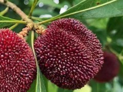 楊梅第2年掛果