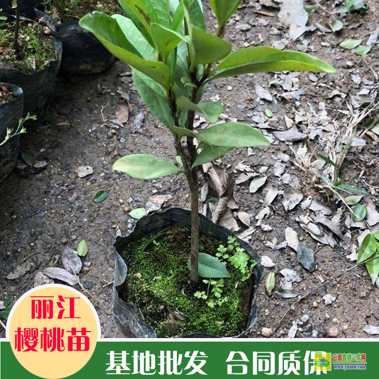 普洱美早櫻桃苗基地 甜櫻桃苗批發(fā) 云南大櫻桃苗多少錢