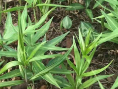 [白芨種子種苗]_優(yōu)質(zhì)白芨種子種苗批發(fā)銷售圖1