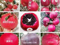 自貢黑籽甜石榴苗-滇澤王 美國(guó)黑籽石榴榴苗價(jià)格 黑籽甜石榴l圖片圖3