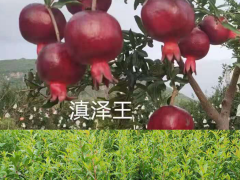 宜賓黑籽甜石榴苗-滇澤王 新品種黑美人石榴樹苗 黑籽石榴苗價(jià)格表圖2