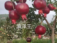 銅仁大果黑籽甜石榴苗-滇澤王 黑籽甜石榴果市場(chǎng)價(jià)格 黑籽甜石榴樹(shù)苗批發(fā)圖3
