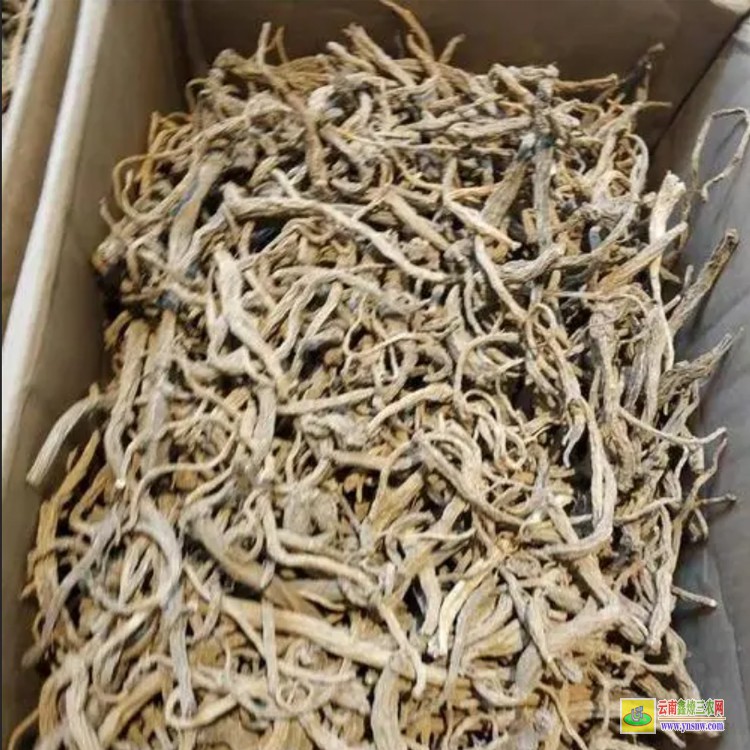 土黨參苗圖片 土黨參苗的價格多少錢一斤 土黨參苗價格