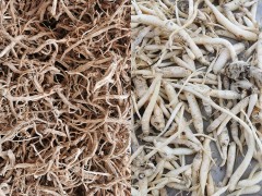 土黨參苗 土黨參苗的價(jià)格多少錢一斤 土黨參苗價(jià)格圖2