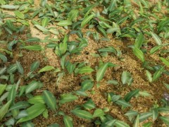 瀘州黃精苗的價(jià)格 全國較大黃精種植基地 哪里有紅花黃精種孑和苗圖2