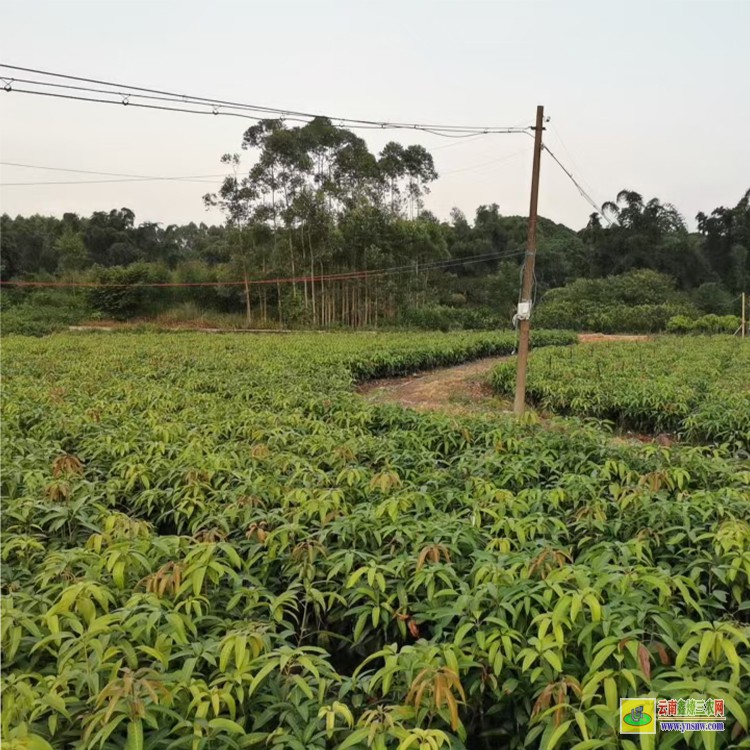 上海臺農芒果苗 購金煌芒果苗 芒果水果批發(fā)