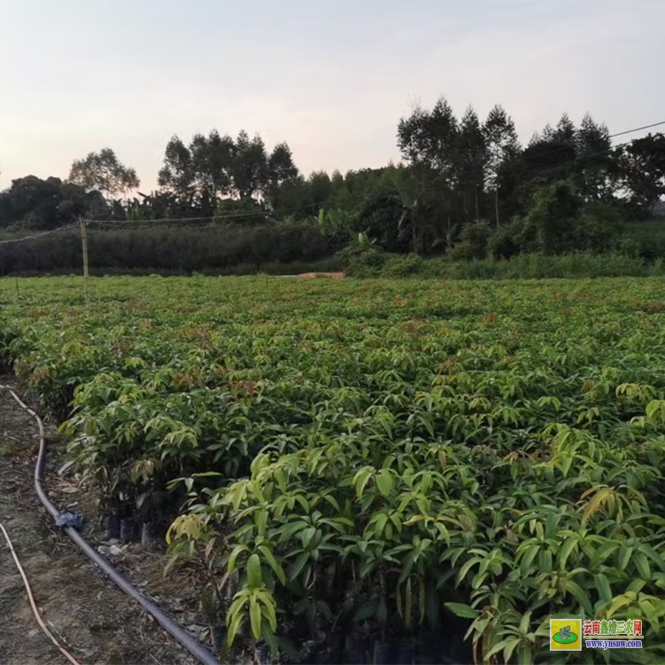 上海臺農芒果苗 購金煌芒果苗 芒果水果批發(fā)