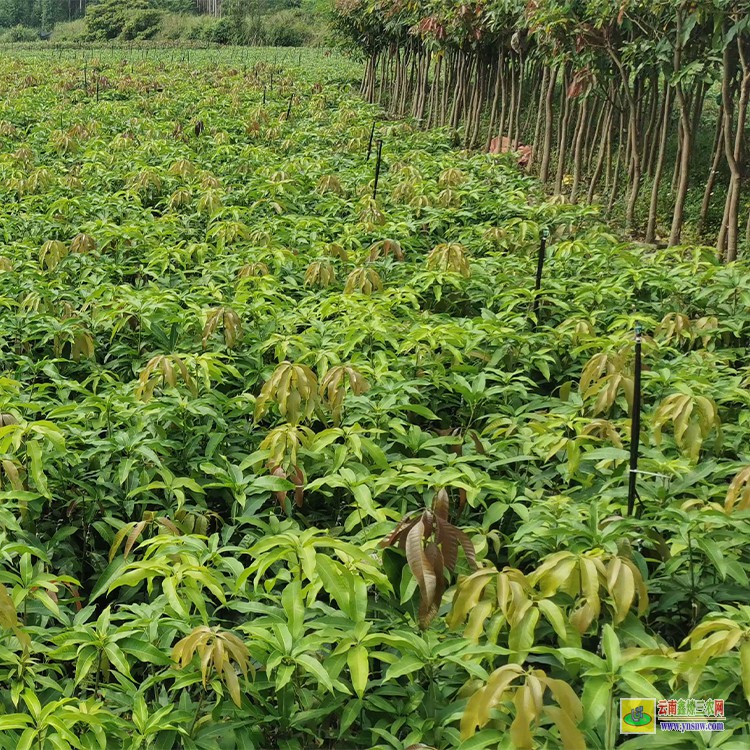 湖南芒果苗價(jià)格 一斤芒果批發(fā)價(jià) 田陽芒果批發(fā)市場