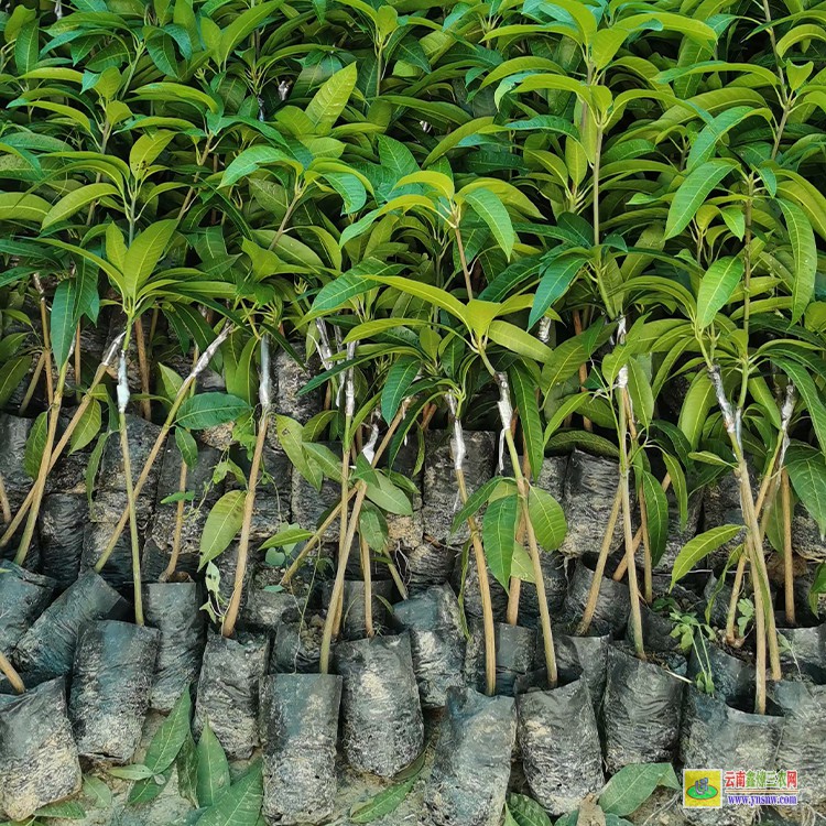 重慶盆栽芒果苗 金煌芒果苗價格 芒果水果批發(fā)