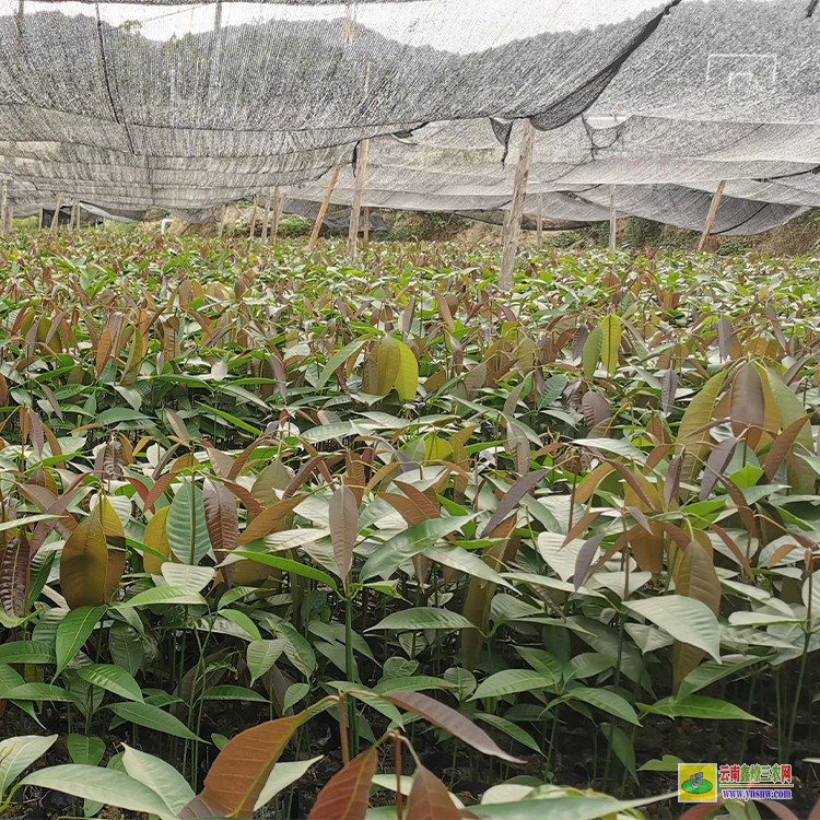 重慶盆栽芒果苗 金煌芒果苗價格 芒果水果批發(fā)