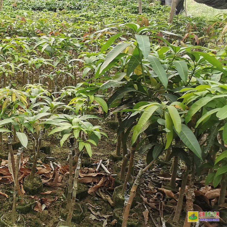 昆明晚熟芒果苗價格 云南省水果批發(fā)市場 廣西百色芒果批發(fā)市場