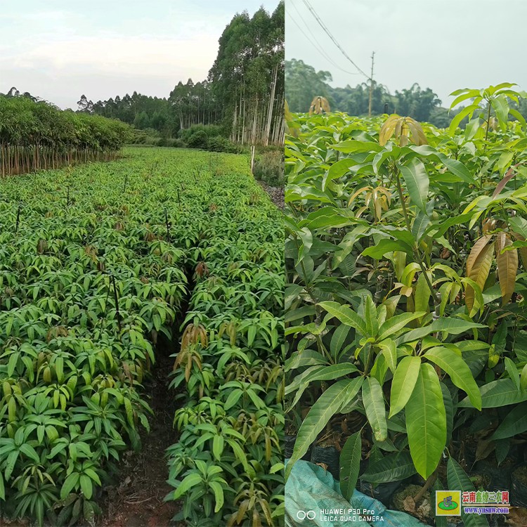 廣西品種芒果苗 芒果苗金煌品種 廣西百色芒果批發(fā)市場(chǎng)