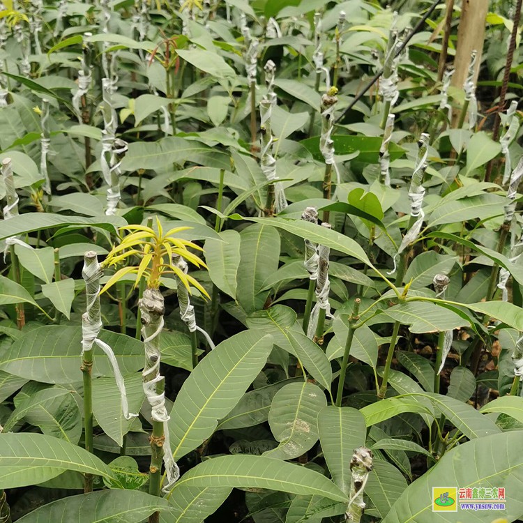 湖南芒果苗云南 云南芒果價(jià)格表 廣西百色芒果批發(fā)市場(chǎng)