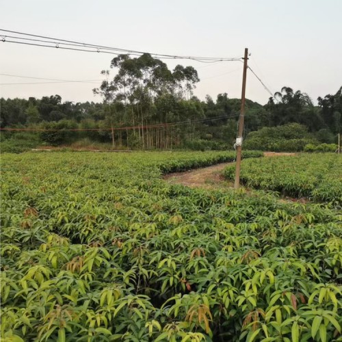德宏臺(tái)農(nóng)芒果苗 玉溪水果批發(fā)市場 云南甜芒果苗