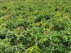 德宏臺農(nóng)芒果苗 玉溪水果批發(fā)市場 云南甜芒果苗圖2