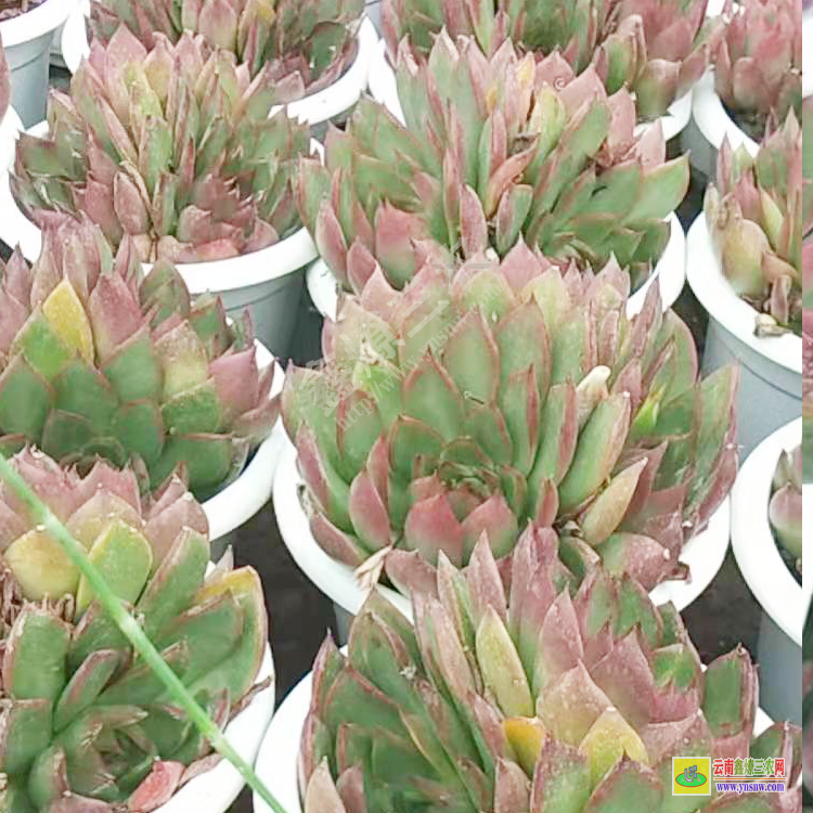 江蘇直播聯(lián)系 價格排名 批發(fā)植物去哪