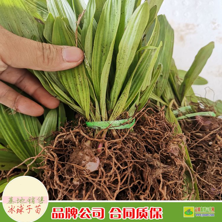麗江冰球子苗價(jià)格 冰球子苗出售 云南冰球子苗批發(fā)