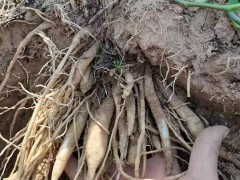 四川百部藥材苗圖片 百部小苗在哪里有賣 百部比較適合什么時候種圖3