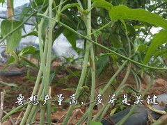 浙江藥材百部現(xiàn)貨批發(fā) 百部小苗在哪里有賣 百部苗價(jià)格行情圖3