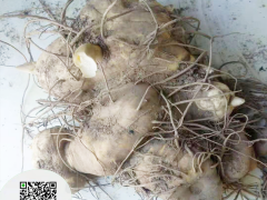 貴州高稈不倒苗黃精苗多少一棵 黃精人工栽培技術(shù) 興森民豐藥材公司圖2