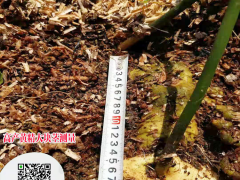 貴州黃精苗批發(fā)興森民豐 一畝種植多少株黃精 興森民豐藥材公司圖1