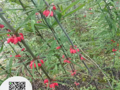 批發(fā)黃精苗價(jià)格 黃精市場價(jià)2021 貴州雞頭黃精苗生產(chǎn)圖3