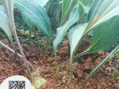 貴州高稈不倒苗黃精苗多少一棵 黃精人工栽培技術(shù) 興森民豐藥材公司圖1