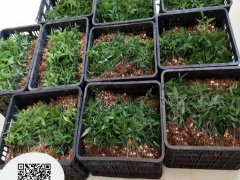 貴州黃精苗的價(jià)格 貴陽(yáng)黃精種植技術(shù),黃精苗批發(fā) 貴州黃精苗興森民豐圖2