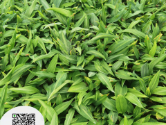 貴州黃精苗的價(jià)格 貴陽(yáng)黃精種植技術(shù),黃精苗批發(fā) 貴州黃精苗興森民豐圖3