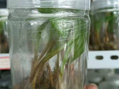 毛慈菇苗 毛慈菇圖片 毛慈菇價格2021圖1