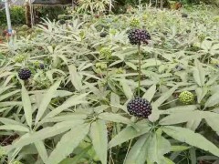 竹節(jié)參種子圖片 竹節(jié)參種子播種技術(shù)分享圖1