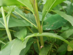 文山草果種植戶_草果苗供應(yīng)商圖3