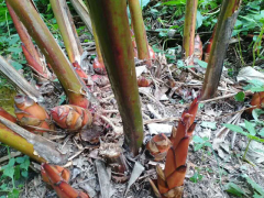 草果栽培幾年結(jié)果-云南草果苗銷售-免費(fèi)栽培技術(shù)指導(dǎo)圖2