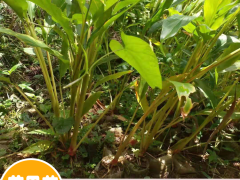 哪里有3年生草果苗？文山馬關(guān)3年草果袋裝苗-4月草果開花圖2