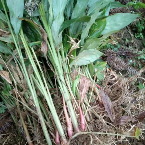 2年生草果苗銷(xiāo)售&云南草果種植哪里多-文山草果苗價(jià)格